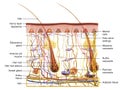 Skin Anatomy. Sensory receptors. 3D illustration