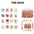 Skin anatomy