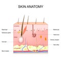 Skin anatomy. Structure and layers of skin Royalty Free Stock Photo