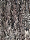 The skin of the bark deteriorates over time. Royalty Free Stock Photo