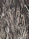 The skin of the bark deteriorates over time. Royalty Free Stock Photo