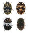 Skin beetles larder, hide or leather, carpet, khapra Royalty Free Stock Photo