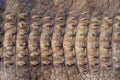 The skin of the big crocodile. Royalty Free Stock Photo