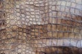 The skin of the big crocodile. Royalty Free Stock Photo