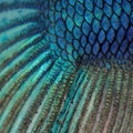 Skin of a blue Siamese fighting fish