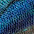 Skin of a blue Siamese fighting fish