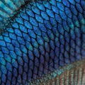 Skin of a blue Siamese fighting fish