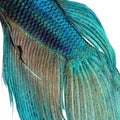 Skin of a blue Siamese fighting fish