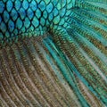 Skin of a blue Siamese fighting fish