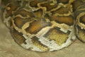 Skin burmese python in body on soil at thailand Royalty Free Stock Photo