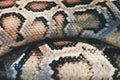 Skin of Burmese python,Python bivittatus,IUCN Red List Data Vulnerable , with copy space , focus only Skin