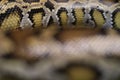 Skin of Burmese python,Python bivittatus,IUCN Red List Data Vulnerable , with copy space , focus only Skin Royalty Free Stock Photo