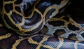 Skin of Burmese python,Python bivittatus,IUCN Red List Data Vulnerable Royalty Free Stock Photo