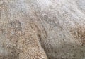 The skin of a camel on its side and hip. Background texture of a camel's skin