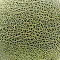 Skin of cantaloupe melon for texture and background Royalty Free Stock Photo