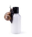Skin care cosmetics with Snail mucus. One black snail climbing on a cosmetic cream or lotion bottle against white