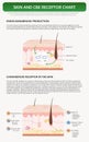 Skin and CBD Receptor Chart vertical textbook infographic