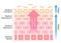 Skin cell turnover diagram illustration. Skin care and beauty concept