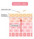 Skin cell turnover process illustration. Skin care and beauty concept