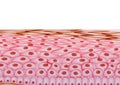 Skin Cells, Layers on White Background - Vector Illustration