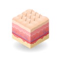 Skin with cellulite and hair cross-section of human skin layers structure skincare medical concept flat