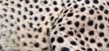 Skin of the cheetah is a large-sized feline inhabiting most of Africa Royalty Free Stock Photo