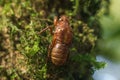 The skin of a cicada on a tree Royalty Free Stock Photo