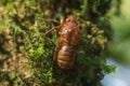 The skin of a cicada on a tree Royalty Free Stock Photo