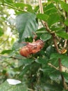 Skin of cicadidae Royalty Free Stock Photo