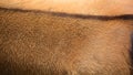 Skin of common eland Royalty Free Stock Photo