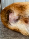Eczema on dogs skin. Shaven area near the tail