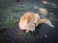 A skin disease that sometimes involved cats and crawling to his body