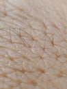 skin with fur hand micro Royalty Free Stock Photo
