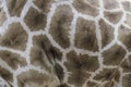 Skin giraffe texture Royalty Free Stock Photo