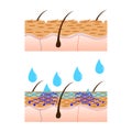 Skin hydration sectional view. Royalty Free Stock Photo