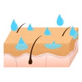 Skin hydration sectional view. Royalty Free Stock Photo
