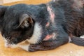 Skin inflamation on domestic black cat