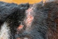 Skin inflamation on domestic black cat