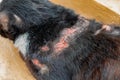 Skin inflamation on domestic black cat