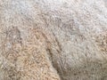 The skin of a on its side and hip. Background texture of a camel`s skin