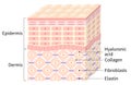 Skin layer and cell. Beauty skin care concept