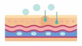 Skin Layer Diagram A crosssectional view of skin layers showing how microneedling creates microchannels facilitating the