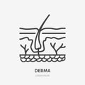 Skin layer flat line icon. Vector thin pictogram of human epidermis, outline illustration for dermatology clinic