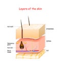 Skin Layers. Epidermis, dermis, hypodermis fat Royalty Free Stock Photo