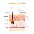 Skin layers with hair follicle, sweat gland and sebaceous gland