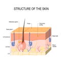 Skin layers with sebaceous gland and sweat glands