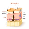 Skin layers. Structure of the human skin Royalty Free Stock Photo
