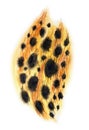 Skin of a leopard, watercolor drawing on a white background