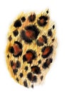 Skin of a leopard, watercolor drawing on a white background