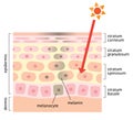 Skin mechanism of facial spots